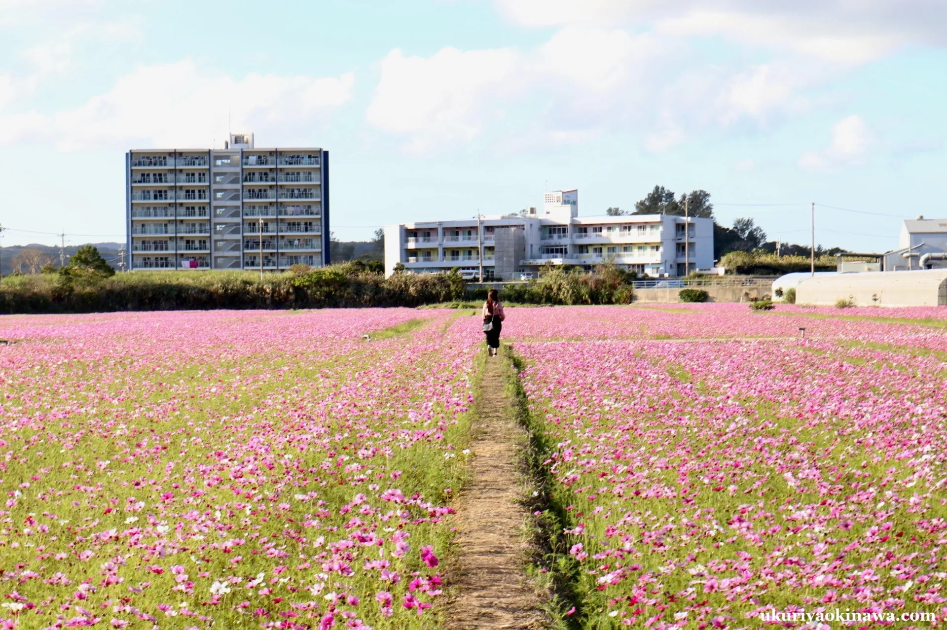 沖縄の風景